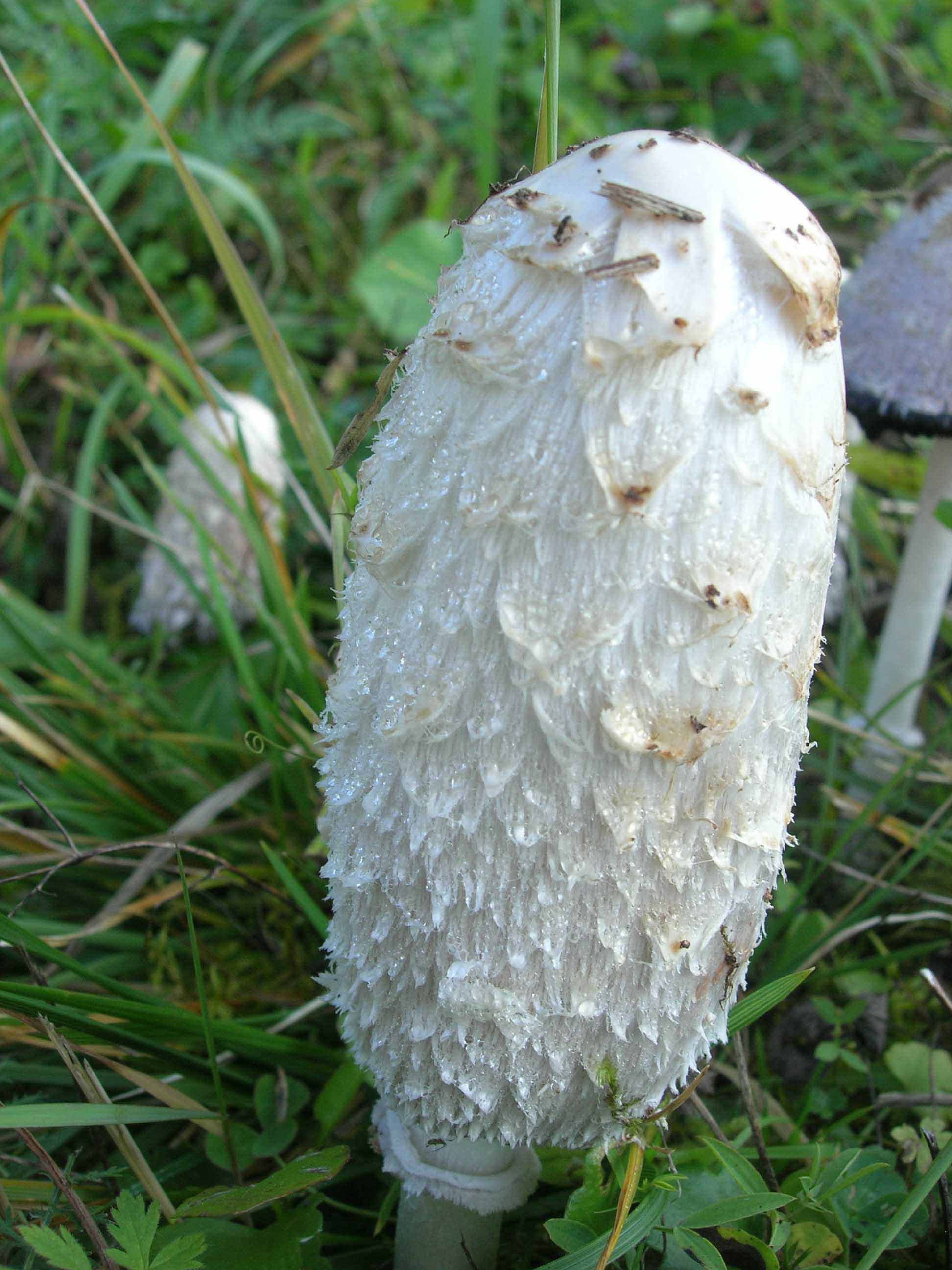 Cosa ha da fare un marinaio in montagna se non....